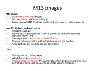 M13 phages
M13 phages
•
Filamentous non-lytic phages
•
Circular ssDNA; ~6400 nts in length
•
Exist as both dsDNA & ssDNA in different phases of its replication cycle
How M13 infects and reproduces
•
infects through pili
•
Protein coat is stripped and ssDNA is converted to double stranded
replicative form (RF)
•
DNA replicated; switch over to RF-RF  RF-ss
•
New particles assembled with ssDNA & released without lysis
•
~200 particles per infected cell per generation
Uses
•
•
•

Cloning and sub cloning expts.
ssDNA for probes, sequencing
Phage display technology; M13 will produce foreign protein on surface as
part of its protein coat, can use to generate specific antibodies

 