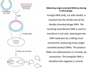 Obtaining single-stranded DNA by cloning
in M13 phage.

Foreign DNA (red), cut with HindIII, is
inserted into the HindIII site of the
double-stranded phage DNA. The
resulting recombinant DNA is used to
transform E.coli cells, whereupon the
DNA replicates by a rolling circle
mechanism, producing many singlestranded product DNAs. The product
DNAs are called positive (+) strands, by
convention. The template DNA is
therefore the negative (-) strand.

 