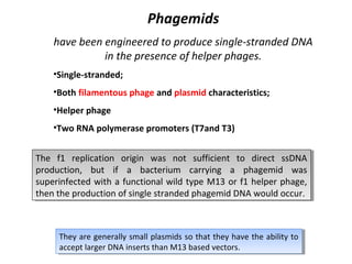 Phagemids
have been engineered to produce single-stranded DNA
in the presence of helper phages.
•Single-stranded;
•Both filamentous phage and plasmid characteristics;
•Helper phage
•Two RNA polymerase promoters (T7and T3)
The f1 replication origin was not sufficient to direct ssDNA
The f1 replication origin was not sufficient to direct ssDNA
production, but if aa bacterium carrying aa phagemid was
production, but if
bacterium carrying
phagemid was
superinfected with aa functional wild type M13 or f1 helper phage,
superinfected with functional wild type M13 or f1 helper phage,
then the production of single stranded phagemid DNA would occur.
then the production of single stranded phagemid DNA would occur.

They are generally small plasmids so that they have the ability to
They are generally small plasmids so that they have the ability to
accept larger DNA inserts than M13 based vectors.
accept larger DNA inserts than M13 based vectors.

 