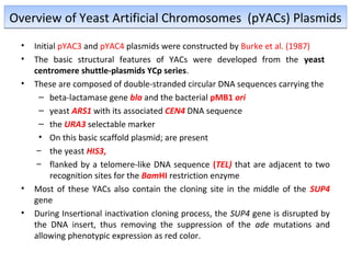 Overview of Yeast Artificial Chromosomes (pYACs) Plasmids
•
•
•

•
•

Initial pYAC3 and pYAC4 plasmids were constructed by Burke et al. (1987)
The basic structural features of YACs were developed from the yeast
centromere shuttle-plasmids YCp series.
These are composed of double-stranded circular DNA sequences carrying the
– beta-lactamase gene bla and the bacterial pMB1 ori
– yeast ARS1 with its associated CEN4 DNA sequence
– the URA3 selectable marker
• On this basic scaffold plasmid; are present
– the yeast HIS3,
– flanked by a telomere-like DNA sequence (TEL) that are adjacent to two
recognition sites for the BamHI restriction enzyme
Most of these YACs also contain the cloning site in the middle of the SUP4
gene
During Insertional inactivation cloning process, the SUP4 gene is disrupted by
the DNA insert, thus removing the suppression of the ade mutations and
allowing phenotypic expression as red color.

 