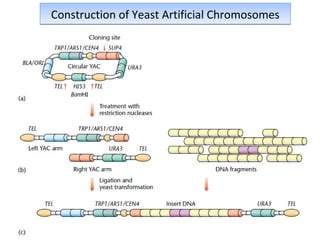 Construction of Yeast Artificial Chromosomes

 