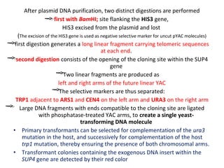 After plasmid DNA purification, two distinct digestions are performed
first with BamHI; site flanking the HIS3 gene,
HIS3 excised from the plasmid and lost
(The excision of the HIS3 gene is used as negative selective marker for uncut pYAC molecules)
first digestion generates a long linear fragment carrying telomeric sequences
at each end.
second digestion consists of the opening of the cloning site within the SUP4
gene
Two linear fragments are produced as
left and right arms of the future linear YAC
The selective markers are thus separated:
TRP1 adjacent to ARS1 and CEN4 on the left arm and URA3 on the right arm
Large DNA fragments with ends compatible to the cloning site are ligated
with phosphatase-treated YAC arms, to create a single yeasttransforming DNA molecule
• Primary transformants can be selected for complementation of the ura3
mutation in the host, and successively for complementation of the host
trp1 mutation, thereby ensuring the presence of both chromosomal arms.
• Transformant colonies containing the exogenous DNA insert within the
SUP4 gene are detected by their red color

 