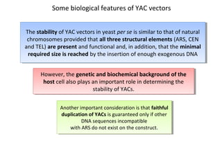 Some biological features of YAC vectors
The stability of YAC vectors in yeast per se is similar to that of natural
The stability of YAC vectors in yeast per se is similar to that of natural
chromosomes provided that all three structural elements (ARS, CEN
chromosomes provided that all three structural elements (ARS, CEN
and TEL) are present and functional and, in addition, that the minimal
and TEL) are present and functional and, in addition, that the minimal
required size is reached by the insertion of enough exogenous DNA
required size is reached by the insertion of enough exogenous DNA
However, the genetic and biochemical background of the
However, the genetic and biochemical background of the
host cell also plays an important role in determining the
host cell also plays an important role in determining the
stability of YACs.
stability of YACs.
Another important consideration is that faithful
Another important consideration is that faithful
duplication of YACs is guaranteed only if other
duplication of YACs is guaranteed only if other
DNA sequences incompatible
DNA sequences incompatible
with ARS do not exist on the construct.
with ARS do not exist on the construct.

 