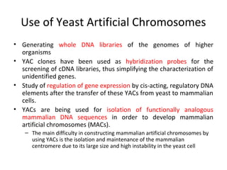 Use of Yeast Artificial Chromosomes
• Generating whole DNA libraries of the genomes of higher
organisms
• YAC clones have been used as hybridization probes for the
screening of cDNA libraries, thus simplifying the characterization of
unidentified genes.
• Study of regulation of gene expression by cis-acting, regulatory DNA
elements after the transfer of these YACs from yeast to mammalian
cells.
• YACs are being used for isolation of functionally analogous
mammalian DNA sequences in order to develop mammalian
artificial chromosomes (MACs).
– The main difficulty in constructing mammalian artificial chromosomes by
using YACs is the isolation and maintenance of the mammalian
centromere due to its large size and high instability in the yeast cell

 
