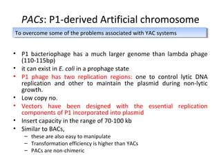 PACs: P1-derived Artificial chromosome
To overcome some of the problems associated with YAC systems
To overcome some of the problems associated with YAC systems

• P1 bacteriophage has a much larger genome than lambda phage
(110-115bp)
• it can exist in E. coli in a prophage state
• P1 phage has two replication regions: one to control lytic DNA
replication and other to maintain the plasmid during non-lytic
growth.
• Low copy no.
• Vectors have been designed with the essential replication
components of P1 incorporated into plasmid
• Insert capacity in the range of 70-100 kb
• Similar to BACs,
– these are also easy to manipulate
– Transformation efficiency is higher than YACs
– PACs are non-chimeric

 
