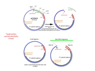 *sacB confers
sucrose sensitivity
in host

 