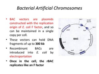 Bacterial Artificial Chromosomes
• BAC vectors are plasmids
constructed with the replication
origin of E. coli F factor, and so
can be maintained in a single
copy per cell.
• These vectors can hold DNA
fragments of up to 300 kb
• Recombinant
BACs
are
introduced into E. coli by
electroportation
• Once in the cell, the rBAC
replicates like an F factor

 