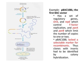 Example: pBAC108L; the
first BAC vector
• Has a set of
regulatory
genes,
OriS, and repE which
control
F-factor
replication, and parA
and parB which limit
the number of copies
to one or two.
• pBAC108L lacked a
selectable marker for
recombinants. Thus
clones with inserts
had to be identified
by
colony
hybridization.

 