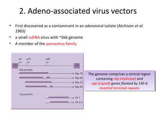 2. Adeno-associated virus vectors
•
•
•

First discovered as a contaminant in an adenoviral isolate (Atchison et al.
1965)
a small ssDNA virus with ~5kb genome
A member of the parvovirus family

The genome comprises aacentral region
The genome comprises central region
containing rep (replicase) and
containing rep (replicase) and
cap (capsid) genes flanked by 145-b
cap (capsid) genes flanked by 145-b
inverted terminal repeats
inverted terminal repeats

 