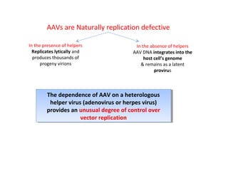 AAVs are Naturally replication defective
In the presence of helpers
Replicates lytically and
produces thousands of
progeny virions

In the absence of helpers
AAV DNA integrates into the
host cell’s genome
& remains as a latent
provirus

The dependence of AAV on a heterologous
The dependence of AAV on a heterologous
helper virus (adenovirus or herpes virus)
helper virus (adenovirus or herpes virus)
provides an unusual degree of control over
provides an unusual degree of control over
vector replication
vector replication

 