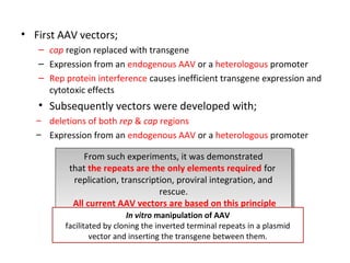• First AAV vectors;
– cap region replaced with transgene
– Expression from an endogenous AAV or a heterologous promoter
– Rep protein interference causes inefficient transgene expression and
cytotoxic effects

• Subsequently vectors were developed with;
– deletions of both rep & cap regions
– Expression from an endogenous AAV or a heterologous promoter
From such experiments, it was demonstrated
From such experiments, it was demonstrated
that the repeats are the only elements required for
that the repeats are the only elements required for
replication, transcription, proviral integration, and
replication, transcription, proviral integration, and
rescue.
rescue.
All current AAV vectors are based on this principle
All current AAV vectors are based on this principle
In vitro manipulation of AAV
facilitated by cloning the inverted terminal repeats in a plasmid
vector and inserting the transgene between them.

 