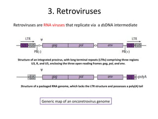 3. Retroviruses
Retroviruses are RNA viruses that replicate via a dsDNA intermediate

Structure of an integrated provirus, with long terminal repeats (LTRs) comprising three regions
U3, R, and U5, enclosing the three open reading frames gag, pol, and env.

Structure of a packaged RNA genome, which lacks the LTR structure and possesses a poly(A) tail

Generic map of an oncoretrovirus genome

 