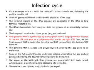 Infection cycle
 Virus envelope interacts with the host-cell’s plasma membrane, delivering the
particle into the cell
 The RNA genome is reverse transcribed to produce a cDNA copy
 The terminal regions of the RNA genome are duplicated in the DNA as long
terminal repeats (LTRs)
 The DNA intermediate then integrates into the genome at an essentially random
site
 The integrated provirus has three genes (gag, pol, and env)
 Viral genomic RNA is synthesized by transcription from a single promoter located
in the left LTR and ends at a polyadenylation site in the right LTR. Thus, the fulllength genomic RNA is shorter than the integrated DNA copy and lacks the duplicated LTR
structure.

 The genomic RNA is capped and polyadenylated, allowing the gag gene to be
translated
 Some of the full-length RNA also undergoes splicing, eliminating the gag and pol
genes and allowing the downstream env gene to be translated.
 Two copies of the full-length RNA genome are incorporated into each capsid,
which requires a specific cis-acting packaging site termed ψ.
 The reverse transcriptase/ integrase is also packaged.

 