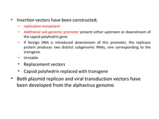 • Insertion vectors have been constructed;
–
–
–

–

replication-competent
Additional sub-genomic promoter present either upstream or downstream of
the capsid polyhedrin gene
If foreign DNA is introduced downstream of this promoter, the replicase
protein produces two distinct subgenomic RNAs, one corresponding to the
transgene.
Unstable

• Replacement vectors
• Capsid polyhedrin replaced with transgene

• Both plasmid replicon and viral transduction vectors have
been developed from the alphavirus genome.

 