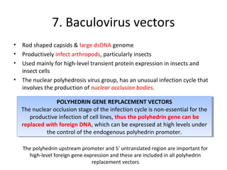 7. Baculovirus vectors
•
•
•
•

Rod shaped capsids & large dsDNA genome
Productively infect arthropods, particularly insects
Used mainly for high-level transient protein expression in insects and
insect cells
The nuclear polyhedrosis virus group, has an unusual infection cycle that
involves the production of nuclear occlusion bodies.
POLYHEDRIN GENE REPLACEMENT VECTORS
POLYHEDRIN GENE REPLACEMENT VECTORS
The nuclear occlusion stage of the infection cycle is non-essential for the
The nuclear occlusion stage of the infection cycle is non-essential for the
productive infection of cell lines, thus the polyhedrin gene can be
productive infection of cell lines, thus the polyhedrin gene can be
replaced with foreign DNA, which can be expressed at high levels under
replaced with foreign DNA, which can be expressed at high levels under
the control of the endogenous polyhedrin promoter.
the control of the endogenous polyhedrin promoter.
The polyhedrin upstream promoter and 5′ untranslated region are important for
high-level foreign gene expression and these are included in all polyhedrin
replacement vectors

 