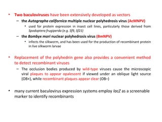 •

Two baculoviruses have been extensively developed as vectors
– the Autographa californica multiple nuclear polyhedrosis virus (AcMNPV)
• used for protein expression in insect cell lines, particularly those derived from
Spodoptera frugiperda (e.g. Sf9, Sf21)

– the Bombyx mori nuclear polyhedrosis virus (BmNPV)
• infects the silkworm, and has been used for the production of recombinant protein
in live silkworm larvae

•

Replacement of the polyhedrin gene also provides a convenient method
to detect recombinant viruses
– The occlusion bodies produced by wild-type viruses cause the microscopic
viral plaques to appear opalescent if viewed under an oblique light source
(OB+), while recombinant plaques appear clear (OB–)

•

many current baculovirus expression systems employ lacZ as a screenable
marker to identify recombinants

 