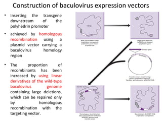 Construction of baculovirus expression vectors
• Inserting the transgene
downstream
of
the
polyhedrin promoter
• achieved by homologous
recombination using a
plasmid vector carrying a
baculovirus
homology
region
• The
proportion
of
recombinants has been
increased by using linear
derivatives of the wild-type
baculovirus
genome
containing large deletions,
which can be repaired only
by
homologous
recombination with the
targeting vector.

 