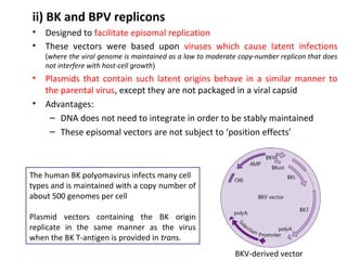 ii) BK and BPV replicons
•
•

Designed to facilitate episomal replication
These vectors were based upon viruses which cause latent infections
(where the viral genome is maintained as a low to moderate copy-number replicon that does
not interfere with host-cell growth)

•
•

Plasmids that contain such latent origins behave in a similar manner to
the parental virus, except they are not packaged in a viral capsid
Advantages:
– DNA does not need to integrate in order to be stably maintained
– These episomal vectors are not subject to ‘position effects’

The human BK polyomavirus infects many cell
types and is maintained with a copy number of
about 500 genomes per cell
Plasmid vectors containing the BK origin
replicate in the same manner as the virus
when the BK T-antigen is provided in trans.
BKV-derived vector

 
