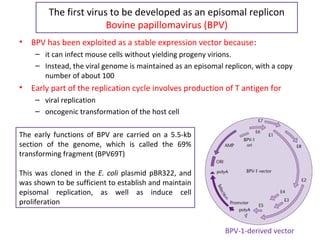 The first virus to be developed as an episomal replicon
Bovine papillomavirus (BPV)
•

BPV has been exploited as a stable expression vector because:
– it can infect mouse cells without yielding progeny virions.
– Instead, the viral genome is maintained as an episomal replicon, with a copy
number of about 100

•

Early part of the replication cycle involves production of T antigen for
– viral replication
– oncogenic transformation of the host cell

The early functions of BPV are carried on a 5.5-kb
section of the genome, which is called the 69%
transforming fragment (BPV69T)
This was cloned in the E. coli plasmid pBR322, and
was shown to be sufficient to establish and maintain
episomal replication, as well as induce cell
proliferation
BPV-1-derived vector

 