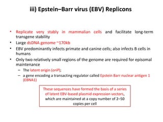 iii) Epstein–Barr virus (EBV) Replicons
•
•
•
•

Replicate very stably in mammalian cells and facilitate long-term
transgene stability
Large dsDNA genome ~170kb
EBV predominantly infects primate and canine cells; also infects B cells in
humans
Only two relatively small regions of the genome are required for episomal
maintenance
– The latent origin (oriP);
– a gene encoding a transacting regulator called Epstein Barr nuclear antigen 1
(EBNA1)
These sequences have formed the basis of a series
of latent EBV-based plasmid expression vectors,
which are maintained at a copy number of 2–50
copies per cell

 