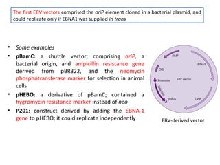 The first EBV vectors comprised the oriP element cloned in a bacterial plasmid, and
could replicate only if EBNA1 was supplied in trans

•
•

•
•

Some examples
pBamC: a shuttle vector; comprising oriP, a
bacterial origin, and ampicillin resistance gene
derived from pBR322, and the neomycin
phosphotransferase marker for selection in animal
cells
pHEBO: a derivative of pBamC; contained a
hygromycin resistance marker instead of neo
P201: construct derived by adding the EBNA-1
gene to pHEBO; it could replicate independently

EBV-derived vector

 
