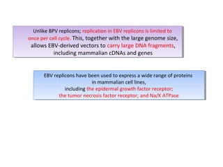 Unlike BPV replicons; replication in EBV replicons is limited to
Unlike BPV replicons; replication in EBV replicons is limited to
once per cell cycle. This, together with the large genome size,
once per cell cycle. This, together with the large genome size,

allows EBV-derived vectors to carry large DNA fragments,
allows EBV-derived vectors to carry large DNA fragments,
including mammalian cDNAs and genes
including mammalian cDNAs and genes

EBV replicons have been used to express aawide range of proteins
EBV replicons have been used to express wide range of proteins
in mammalian cell lines,
in mammalian cell lines,
including the epidermal growth factor receptor;
including the epidermal growth factor receptor;
the tumor necrosis factor receptor; and Na/K ATPase
the tumor necrosis factor receptor; and Na/K ATPase

 