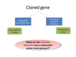Cloned gene
Prepare RNA
transcripts/probes

Purify gene
products
(proteins)
Translational
vectors

Transcriptiona
l vectors

What are the essential
What are the essential
elements such a expression
elements such a expression
vector must possess??
vector must possess??

 