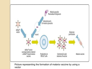 Picture representing the formation of malaria vaccine by using a
vector
 