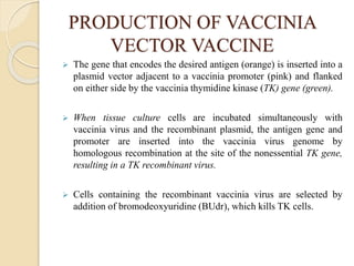 PRODUCTION OF VACCINIA
VECTOR VACCINE
 The gene that encodes the desired antigen (orange) is inserted into a
plasmid vector adjacent to a vaccinia promoter (pink) and flanked
on either side by the vaccinia thymidine kinase (TK) gene (green).
 When tissue culture cells are incubated simultaneously with
vaccinia virus and the recombinant plasmid, the antigen gene and
promoter are inserted into the vaccinia virus genome by
homologous recombination at the site of the nonessential TK gene,
resulting in a TK recombinant virus.
 Cells containing the recombinant vaccinia virus are selected by
addition of bromodeoxyuridine (BUdr), which kills TK cells.
 