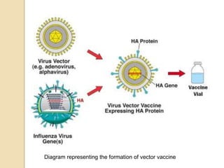 Diagram representing the formation of vector vaccine
 