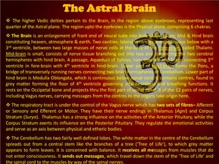  The higher Vedic deities pertain to the Brain, in the region above eyebrows, representing last
quarter of the Astral plane. The region upto the eyebrows is the Physical plane, comprising 6 chakras.
 The Brain is an enlargement of front end of neural tube into bulb-shaped Fore, Mid & Hind brain
constituting heaven, atmosphere & earth. Two cavities- lateral ventricles are continuous below with a
3rd ventricle, between two large masses of nerve cells at the base of the Fore-brain, called Thalami.
Mid-brain is small, consists of nerve tissue branching out into two and connecting the two cerebral
hemispheres with hind brain. A passage, Aqueduct of Sylvius, runs thru the mid-brain: connecting 3rd
ventricle in fore-brain with 4th ventricle in hind-brain. Upper part of Hind-brain forms the Pons, a
bridge of transversely running nerves connecting two brain hemispheres of Cerebellum. Lower part of
hind brain is Medulla Oblongata, which is continuous below spinal cord. It contains centres, found in
grey matter forming the floor of 4th ventricle governing vital heartbeat and breathing functions. It
rests on the Occipetal bone and projects thru the first part of spinal canal. 8 of the 12 pairs of nerves,
including Vagus nerves, carrying messages from the centres to the organs take origin here.
 The respiratory tract is under the control of the Vagus nerve which has two sets of fibres– Afferent
or Sensory and Efferent or Motor. They have their nerve endings in Thalamus (Agni) and Corpus
Stratum (Surya). Thalamus has a strong influence on the activities of the Anterior Pituitary, while the
Corpus Stratum exerts its influence on the Posterior Pituitary. They regulate the emotional activities
and serve as an axis between physical and etheric bodies.
 The Cerebellum has two fairly well defined lobes. The white matter in the centre of the Cerebellum
spreads out from a central stem like the branches of a tree (‘Tree of Life’), to which grey matter
appears to form leaves. It is concerned with balance. It receives all messages from muscles that do
not enter consciousness. It sends out messages, which travel down the stem of the ‘Tree of Life’ and
the spinal cord to the muscles by way of the spinal nerves.
The Astral Brain
 