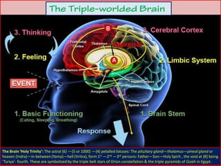 The Brain ‘Holy Trinity’: The astral {6} —{5 or 1000} —{4} petalled lotuses: The pituitary gland—thalamus—pineal gland or
heaven (Indra)—in-between(Yama)—hell (Vritra), form 1st —2nd —3rd persons: Father—Son—Holy Spirit , the void at {8} being
‘Turiya’- fourth. These are symbolized by the triple belt stars of Orion constellation & the triple pyramids of Gizeh in Egypt.
 