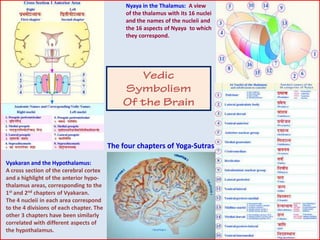 Vyakaran and the Hypothalamus:
A cross section of the cerebral cortex
and a highlight of the anterior hypo-
thalamus areas, corresponding to the
1st and 2nd chapters of Vyakaran.
The 4 nucleii in each area correspond
to the 4 divisions of each chapter. The
other 3 chapters have been similarly
correlated with different aspects of
the hypothalamus.
Nyaya in the Thalamus: A view
of the thalamus with its 16 nuclei
and the names of the nucleii and
the 16 aspects of Nyaya to which
they correspond.
The four chapters of Yoga-Sutras
 