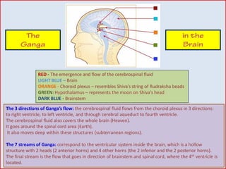 RED - The emergence and flow of the cerebrospinal fluid
LIGHT BLUE – Brain
ORANGE - Choroid plexus – resembles Shiva’s string of Rudraksha beads
GREEN: Hypothalamus – represents the moon on Shiva’s head
DARK BLUE - Brainstem
The 3 directions of Ganga’s flow: the cerebrospinal fluid flows from the choroid plexus in 3 directions:
to right ventricle, to left ventricle, and through cerebral aqueduct to fourth ventricle.
The cerebrospinal fluid also covers the whole brain (Heaven).
It goes around the spinal cord area (Earth).
It also moves deep within these structures (subterranean regions).
The 7 streams of Ganga: correspond to the ventricular system inside the brain, which is a hollow
structure with 2 heads (2 anterior horns) and 4 other horns (the 2 inferior and the 2 posterior horns).
The final stream is the flow that goes in direction of brainstem and spinal cord, where the 4th ventricle is
located.
 