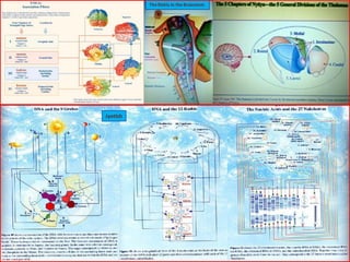 Jyotish
The Rishis in the Brainstem
 