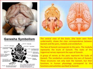The ventral view of the brain, (the brain seen from
underneath), shows the clear correspondence between
Ganesh and the pons, medulla and cerebellum.
The face of Ganesh corresponds to the pons. The medulla
represents the trunk of Ganesh. The roots of the
trigeminal nerves represent the eyes of Ganesh.
A group of nerves at the pons represent the tusks of
Ganesh. The cerebellum constitutes the ears of Ganesh.
These structures not only look like Ganesh, but their
functions in human physiology correspond to the
functions and activities ascribed to Ganesh.
 