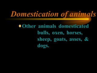 Domestication of animals <ul><ul><ul><li>Other animals domesticated  bulls, oxen, horses,  sheep, goats, asses, &  dogs. <...
