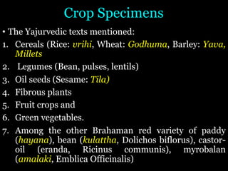 Crop Specimens
• The Yajurvedic texts mentioned:
1. Cereals (Rice: vrihi, Wheat: Godhuma, Barley: Yava,
Millets
2. Legumes (Bean, pulses, lentils)
3. Oil seeds (Sesame: Tila)
4. Fibrous plants
5. Fruit crops and
6. Green vegetables.
7. Among the other Brahaman red variety of paddy
(hayana), bean (kulattha, Dolichos biflorus), castor-
oil (eranda, Ricinus communis), myrobalan
(amalaki, Emblica Officinalis)
 
