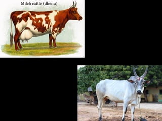 Milch cattle (dhenu)
Draught breed (anadvan)
 