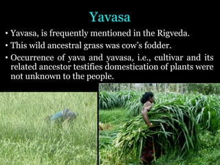 Yavasa
• Yavasa, is frequently mentioned in the Rigveda.
• This wild ancestral grass was cow’s fodder.
• Occurrence of yava and yavasa, i.e., cultivar and its
related ancestor testifies domestication of plants were
not unknown to the people.
 