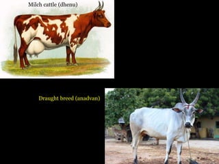 Milch cattle (dhenu)
Draught breed (anadvan)
 