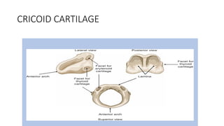Anatomy of larynx power point presentations | PPTX