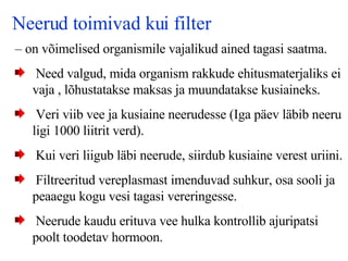 Neerud toimivad kui filter –  on võimelised organismile vajalikud ained tagasi saatma.   N eed valgud, mida organism rakkude ehitusmaterjaliks ei vaja , lõhustatakse maksas ja muundatakse kusiaineks.  Veri viib vee ja kusiaine neerudesse  ( Iga päev läbib neeru ligi 1000   l iitrit  verd ) .   Kui veri liigub läbi neerude, siirdub kusiaine verest uriini . F iltreeritud vereplasma st  imenduvad suhkur, osa sooli ja peaaegu kogu vesi tagasi vereringesse.   Neerude kaudu erituva vee hulka kontrollib ajuripatsi poolt toodetav   hormoon.   