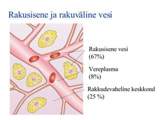 Rakusisene ja rakuväline vesi Rakusisene vesi (67%) Rakkudevaheline keskkond (25 %) Vereplasma (8%) 