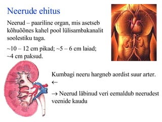 Neerude ehitus Neerud – paariline organ, mis asetseb kõhuõõnes kahel pool lülisambakanalit soolestiku taga.   ~10 – 12 cm pikad; ~5 – 6 cm laiad; ~4 cm paksud.   Kumbagi neeru hargneb aordist suur arter.       Neerud läbinud veri eemaldub neerudest veenide kaudu   