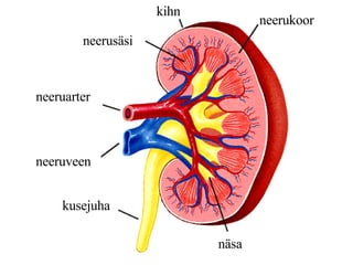neeruarter neeruveen kusejuha neerukoor kihn näsa neerusäsi 