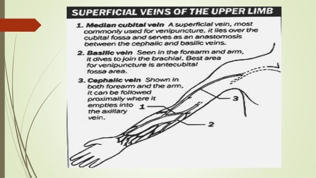 Veebot’s Phlebotomist