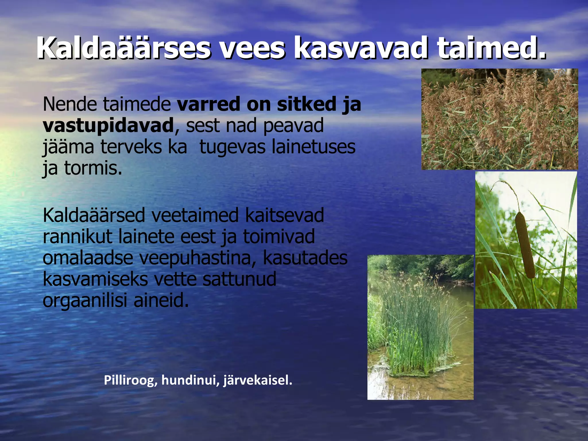 Veekeskkond | PPT