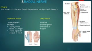 3.RADIAL NERVE
COURSE
from posterior cord in arm. Posteriorly pass .enter spiral groove & leaves it
Superficial branch
reach anatomic
snuffbox
• supply dorsal
lateral 3 ½ finger
• radial aspect of
dorsum of hand
Deep branch
innervate
extensor group
of muscles in
forearm
 