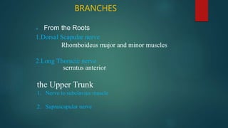 • From the Roots
1.Dorsal Scapular nerve
Rhomboideus major and minor muscles
2.Long Thoracic nerve
serratus anterior
BRANCHES
the Upper Trunk
1. Nerve to subclavius muscle
2. Suprascapular nerve
 